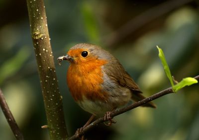 Close-up of bird perching on branch