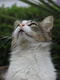 Close-up of cat