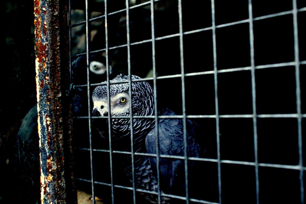 HIGH ANGLE VIEW OF BIRD IN CAGE