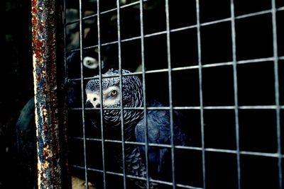 Close-up portrait of owl in cage