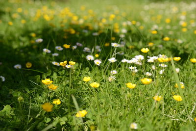 Close-up of daisy flowers in field
