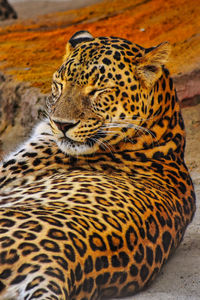 Close-up of a cat looking away