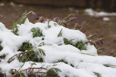 Close-up of snow covered plants on land