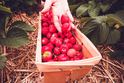 High angle view of strawberries in container