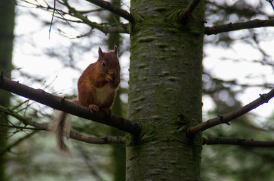 Portrait of squirrel perching on tree