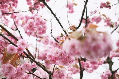 Low angle view of cherry blossoms in spring