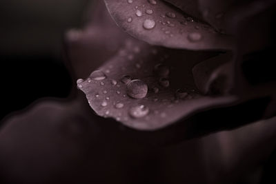 Close-up of raindrops on leaf