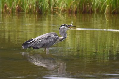 Gray heron catching fish in pond