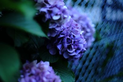 Close-up of purple flowers