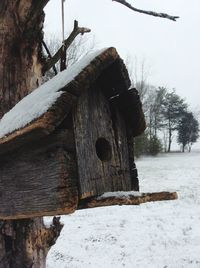 Tree trunk on wooden wall