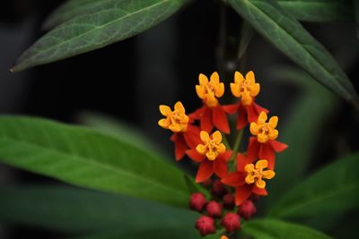 Close-up of red flowering plant