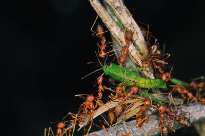 Close-up of insect on plant at night