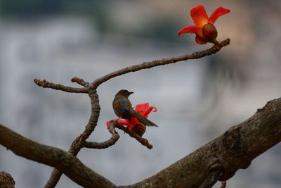 Close-up of red bird perching on branch