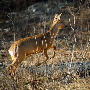 animal