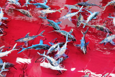 High angle view of toy sharks floating on water at market stall