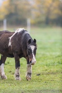 Brown horse with dirty fur is standing on a meadow