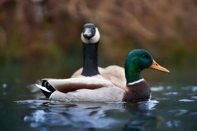 Close-up of mallard duck swimming in lake