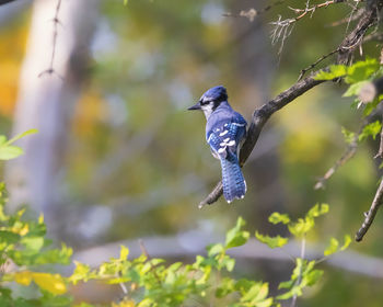 Close-up of bird perching on tree