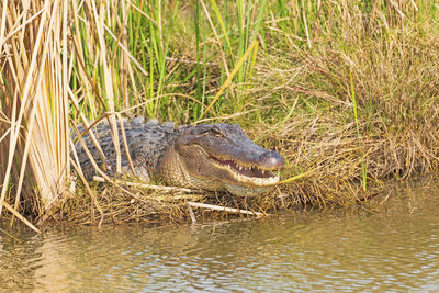 American alligator sunning in the reeds in the san bernard wildlife refuge in texas