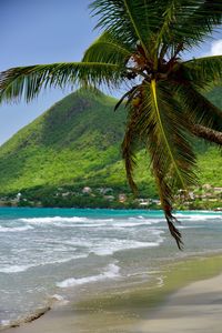 Palm trees on beach