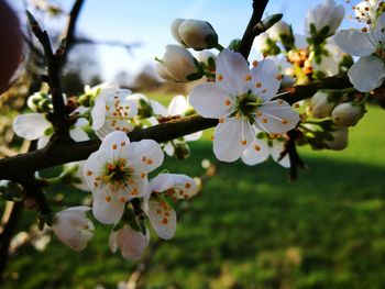 Close-up of white cherry blossoms in spring