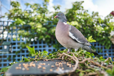 bird
