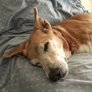 Close-up of a dog sleeping