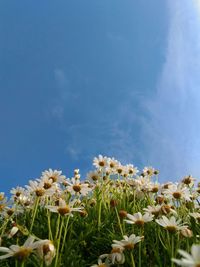 Close-up of flowers blooming against blue sky