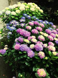 Close-up of hydrangea flowers