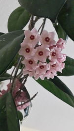 Close-up of pink flowers