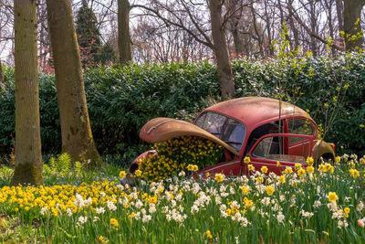 View of yellow flowering plants on field