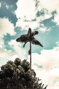 Low angle view of palm tree against sky