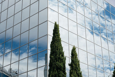 Reflection of tree in modern building