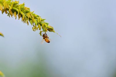 Low angle view of bee on plant against sky