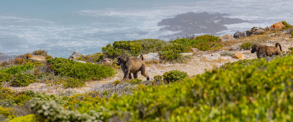 Baboon at the cape of good hope in south africa