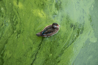 High angle view of bird perching on a lake