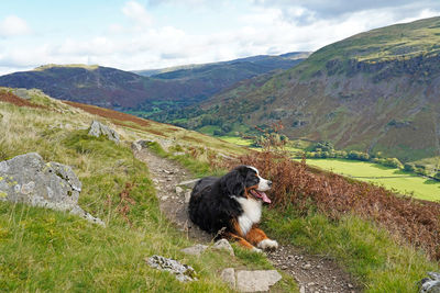 View of a sheep on landscape