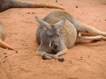 High angle view of lion relaxing on field