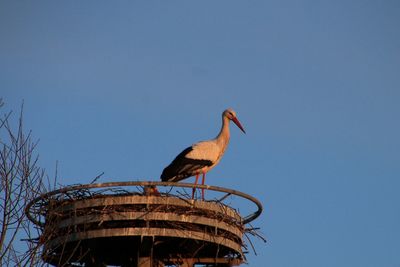 Low angle view of stork in nest against clear blue sky