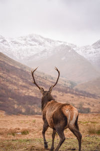 Stag in mountains