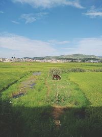 Scenic view of agricultural field against sky