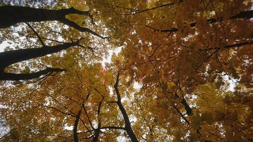 Low angle view of trees during autumn