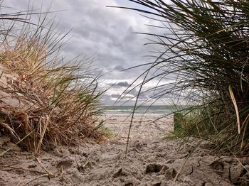 Scenic view of beach against sky