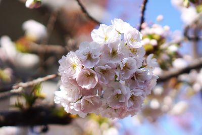 Close-up of white cherry blossom tree