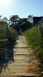 Narrow walkway along trees