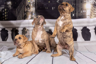 Two dogs sitting on the floor