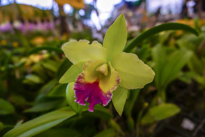 Close-up of flowering plant