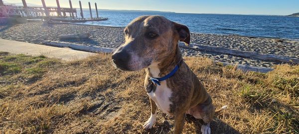 Dog in the sea