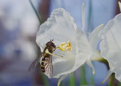 Close-up of white flower