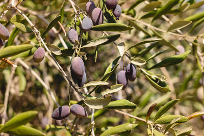 Close-up of fruit growing on tree